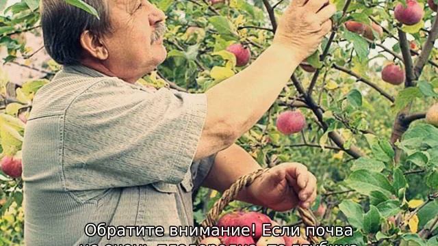 Яблоня Юный Натуралист смотреть онлайн