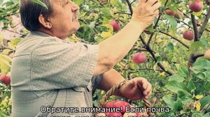 Яблоня Юный Натуралист