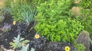 Early June Garden Tour 🌱