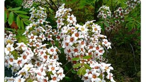 Чекалкин орех  (xanthoceras sorbifolia)