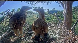 22.07.2022 Жили у бабуси два весёлых гуся... Солнечные орлы Aquila heliaca, Татарстан