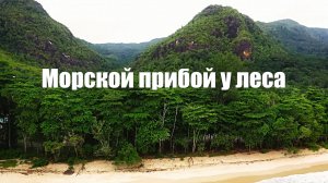 Морской прибой у леса. Пение птиц, шум волн