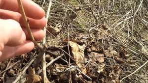 Как перезимовал фундук Трапезунд Крымский в средней полосе России 27.04.2018