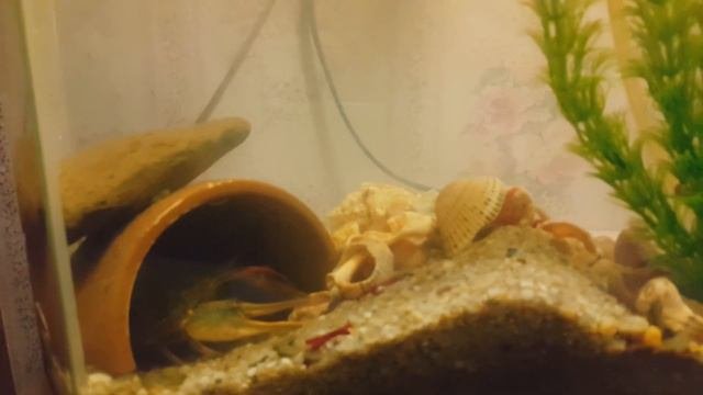 Рак ест мормыша
