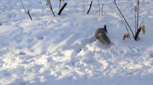 Челябинск. Природа южного Урала и лесные жители в заснеженном лесу. 24.11.2021г