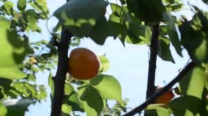 Абрикос Цунами 2019