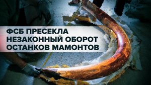 ФСБ России изъяла мамонтовые бивни, оценочная стоимость которых превышает 50 млн рублей