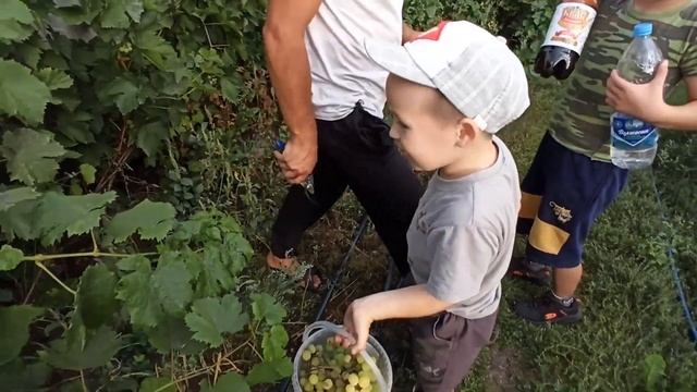 Виноград Алешенькин срываем полакомиться для племяшек 2019 год