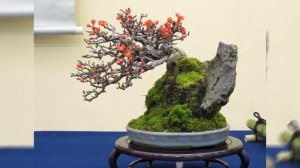 Бонсай Айва