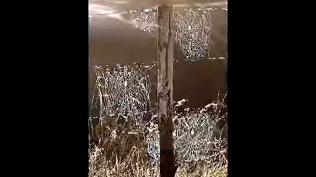 Паутина паука. А spider web. смотреть онлайн