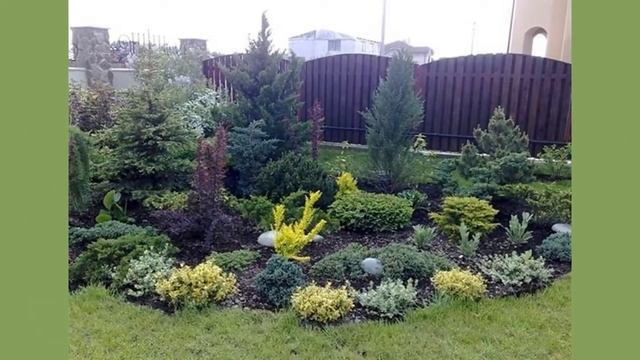 Хвойники в ландшафтном дизайне.