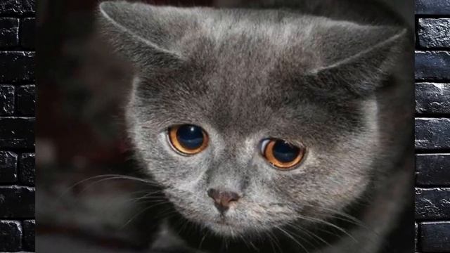 Обзоры на рестораны: Double смотреть онлайн