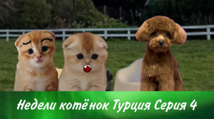 Недели котёнок Турция Серия 4