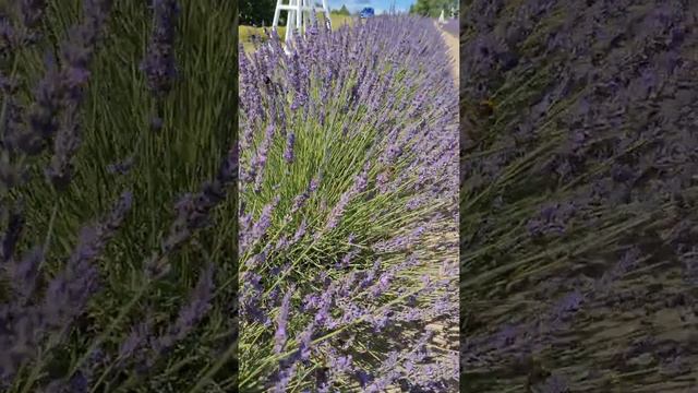 Lavender Field - Bees and Butterflies Flying 🐝🦋