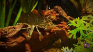 Atya gabonensis shrimp/ Креветка камерунский фильтратор/Габонский фильтратор.