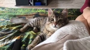 СИБИРСКИЙ КОТ НАСТОЯЩИЙ