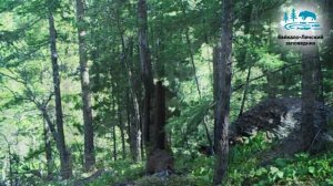 Фотоловушки. ФГБУ "Заповедное Прибайкалье". 2019