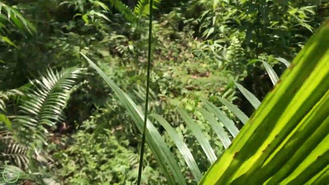 Calameae or Rattan Plam Fruit - Weird Fruit Plant Review | GardenArcX A Garden Cat - EP49 смотреть онлайн