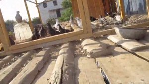 Обустройство моей голубятни,для  узбекской племенной птицы и для гонной.2020 год, август .