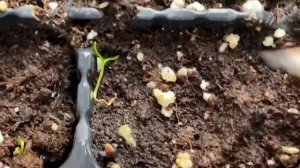 07.03.20. Всходы туи гибнут.