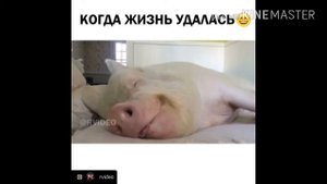 Жирная лошадь села на лошадь