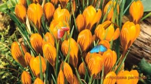 Крокус ботанический Ориндж Монарх (crocus) ? обзор: как сажать, луковицы крокусы Ориндж Монарх
