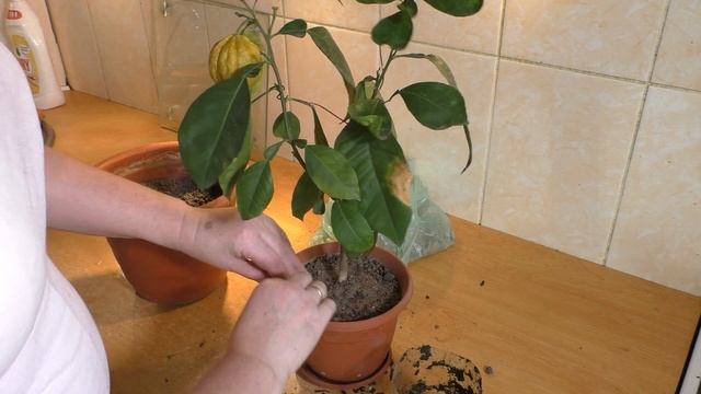 Citrus aurantium “Canaliculata” смотреть онлайн