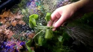 ЛОБЕЛИЯ ПУРПУРНАЯ (Lobelia cardinalis) АКВАРИУМНОЕ РАСТЕНИЕ.