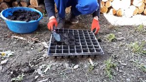 Высаживаю на рассаду сельдерей, базилик и кинзу / Все просто / Огород дяди Вовы