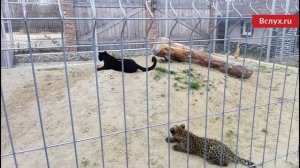 Пантера и леопард в тюменском питомнике