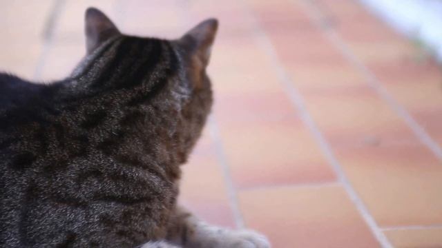 Test video Canon Eos 6D + Tokina 28-70 f/2.8 смотреть онлайн