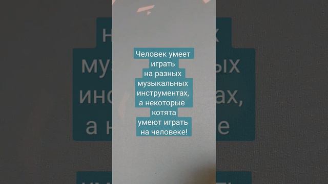 котята играют на хозяйке