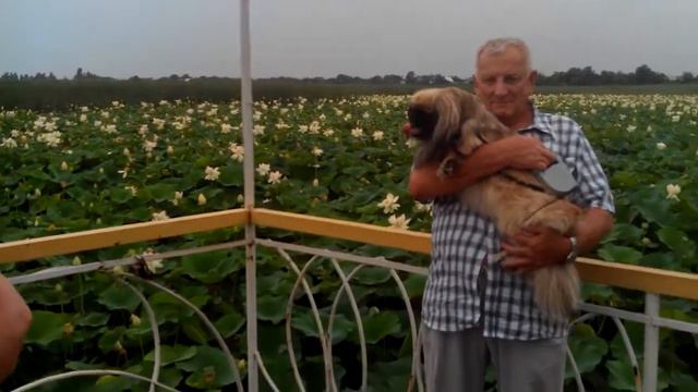 кувшинки июль 2014 Краснодарский край смотреть онлайн