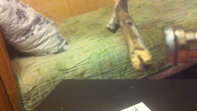 ДЕРЕВО И МАГНИТ !!! ЭТО ШОК !!! ЭТОГО НЕ МОЖЕТ БЫТЬ !!! Я В ШОКЕ !!! МАГНИТ НЕ МАГНИТИТ ЖЕ ДЕРЕВО ! смотреть онлайн