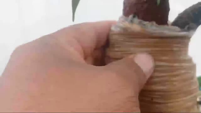 Ficus Tiger bark смотреть онлайн