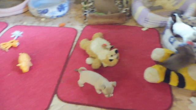 #ЧИХУА ЩЕНКИ В ПРОДАЖЕ# СПОКОЙНОЙ НОЧИ #ПИТОМНИКМАРИМИСТИК#куплючихуапродающенка#чихуашоколадокрас смотреть онлайн