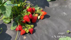 Крупноплодная земляника Алина