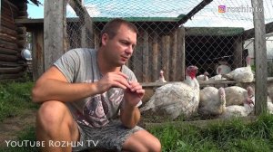 ВЕС ИНДЮКА? В 3,5 МЕСЯЦА Я В ШОКЕ ?