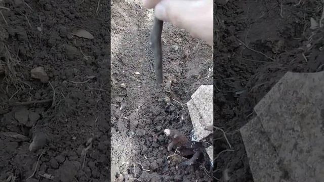 Посадить березу правильно. смотреть онлайн