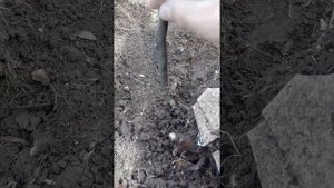 Посадить березу правильно.