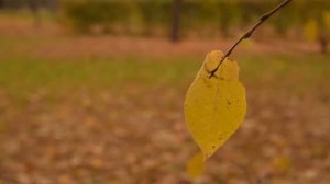 Одинокий осенний лист - A lone autumn leaf