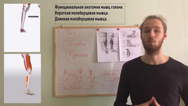 Функциональная анатомия мышц голени. Латеральная поверхность