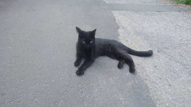 Чёрная кошка хотела перебежать дорогу, но зависла
