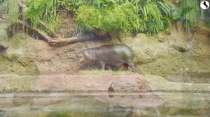 Бегемоты. 🦛🦛🦛 Животные Африканской саванны. Читаем сами обучающие карточки.