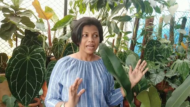 Anthurium Coriaceum/ Paddle leaf Anthurium/ Rare 😊 смотреть онлайн