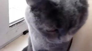 Серый кот на подоконнике