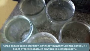 Как стерилизовать банки в микроволновке?