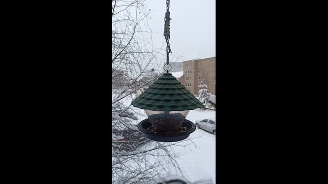 Подкармливаю птиц зимой. Подвесная кормушка смотреть онлайн