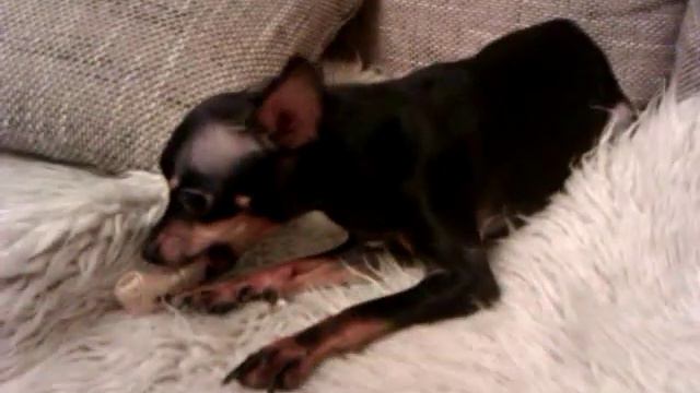 Злой той терьер :) смотреть онлайн