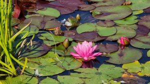 Мазиловский пруд в #Москве удивительно красивый. Создан из реки Филька. Сегодня она течет под землей